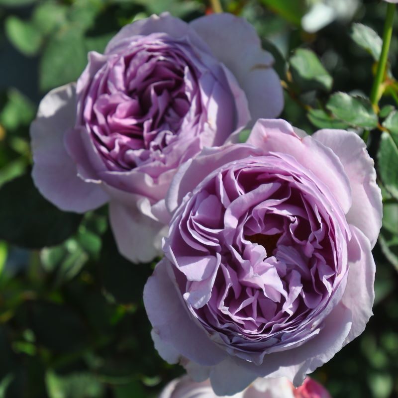 レア大苗薔薇　開花株 レア大苗薔薇 開花株 楽天市場】送料無料【タペストリー 6号鉢 秋開花