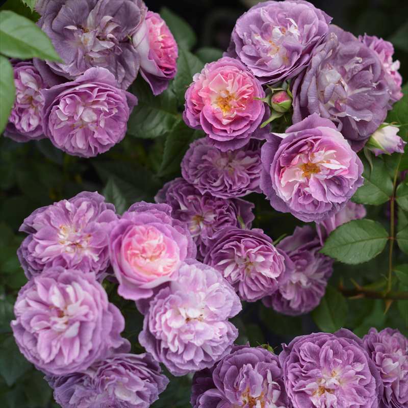 バラ大苗 リナルド 7号 河本バラ園 河本純子さん ｜花木04-PA 赤塚植物園 