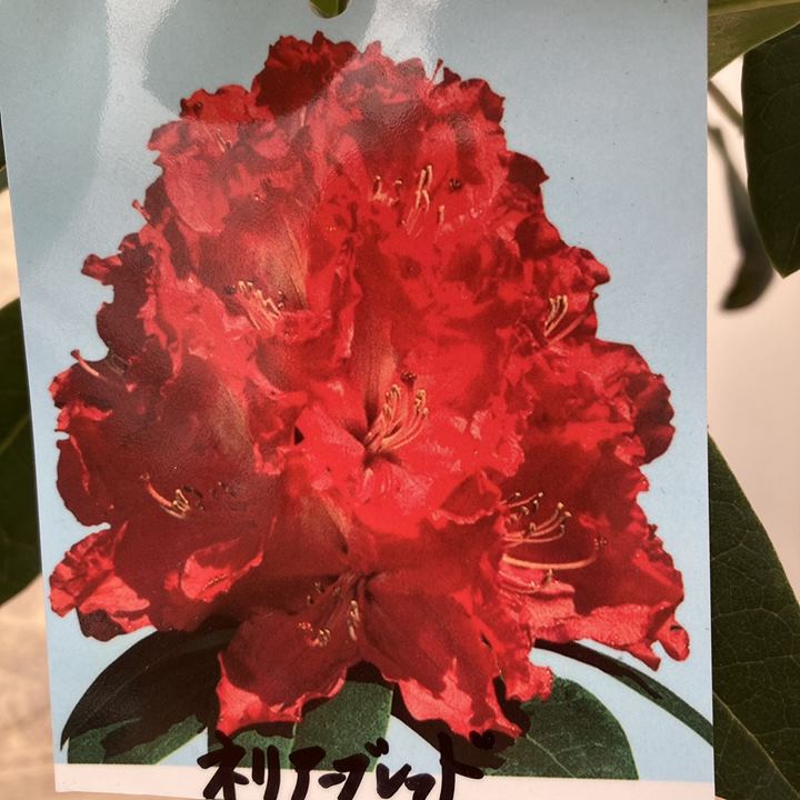 传承文化与现代女性力量的完美结合