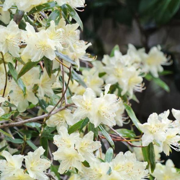 楽天市場】ヒカゲツツジ 3.5号ポット苗 【里の木シリーズ】 : 苗木部