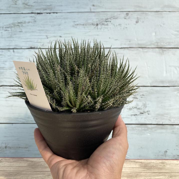 楽天市場】ミニチュア アロエ 3種類セット 観葉植物 葉色や葉型が