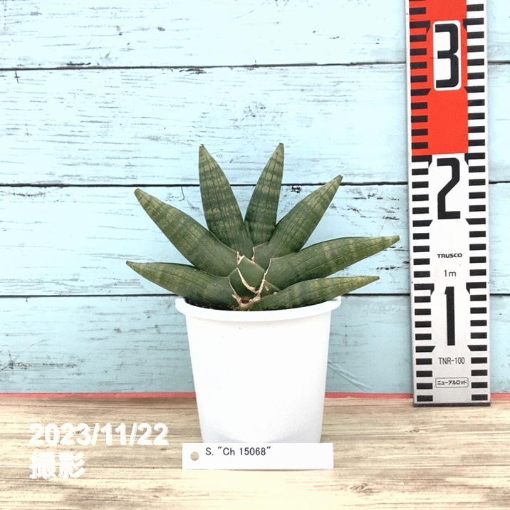 S-86 超希少 サンスベリア タワー 斑入り 輸入株 鉢ごと発送 S-86 超希少 サンスベリア タワー 斑入り 輸入株 鉢ごと発送