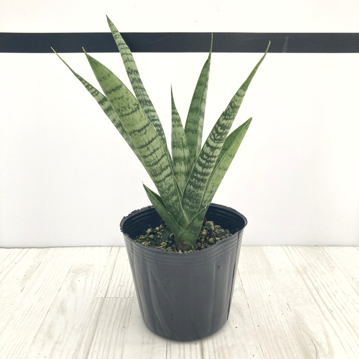 サンスベリア・センセーション サンスベリア・バンテルズセンセーション