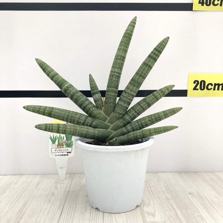 サンスベリア・センセーション 楽天市場】サンスベリア パンテルズセンセーション 3.5号サイズ 鉢植え