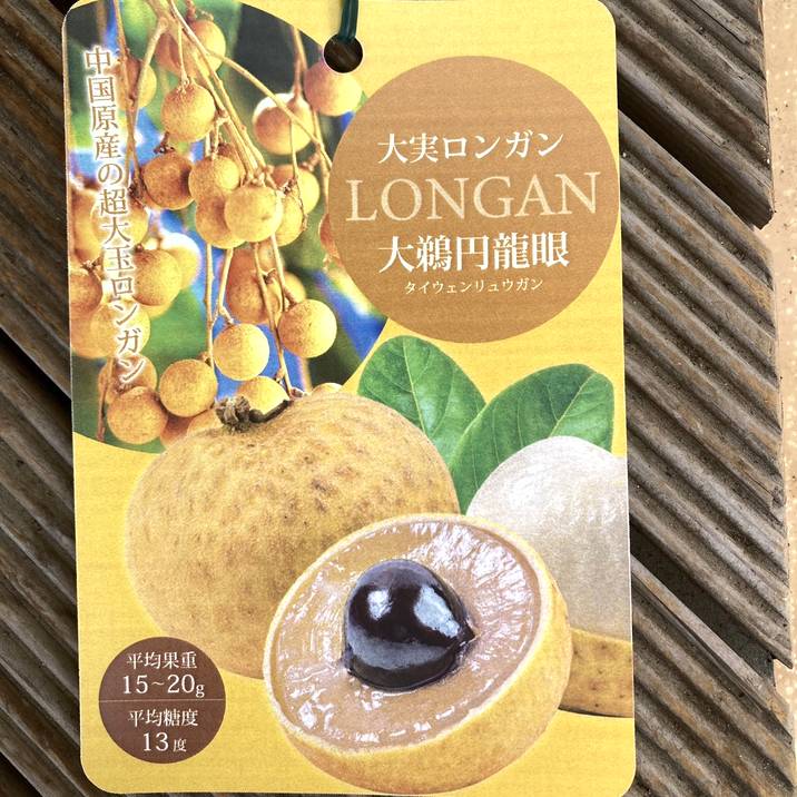 花芽付❹竜眼タイウエン【耐寒性　超大玉リュウガン】 リュウガン 大鵜円龍眼（タイウェンリュウガン） 1株 果樹苗 国