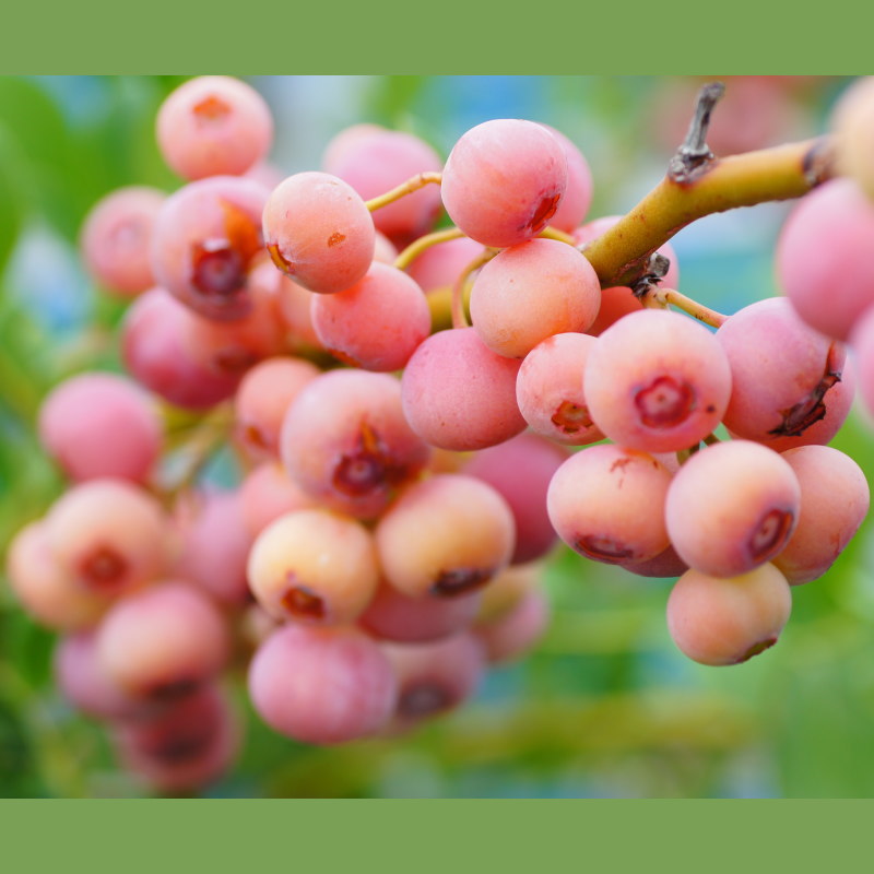 楽天市場】果樹苗 ブルーベリー 苗木 ピンクレモネード 通販余剰