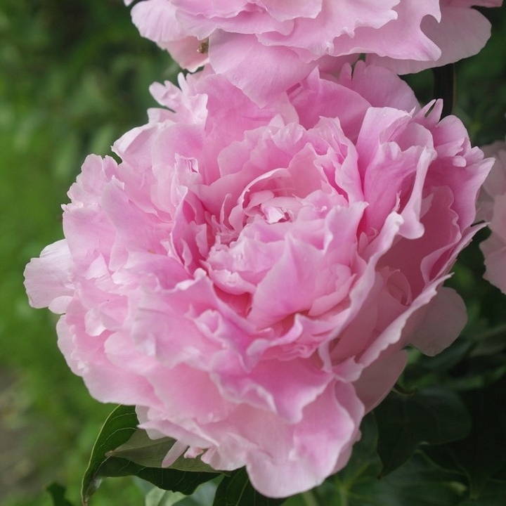 楽天市場】予約販売 芍薬 ピンクスプライザー 12cmポット シャクヤク