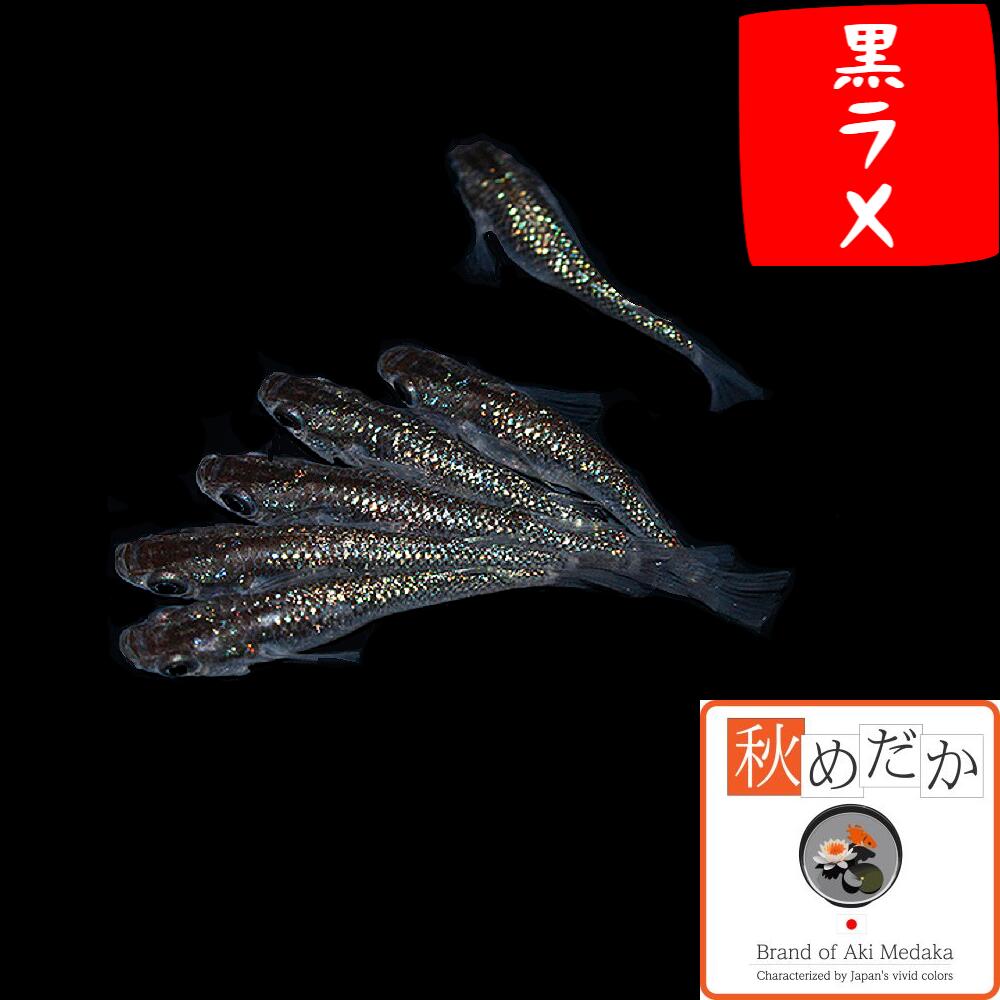 ☆　黒ラメ体外光風雅　上物　雌４匹　雄１匹　☆　Z７