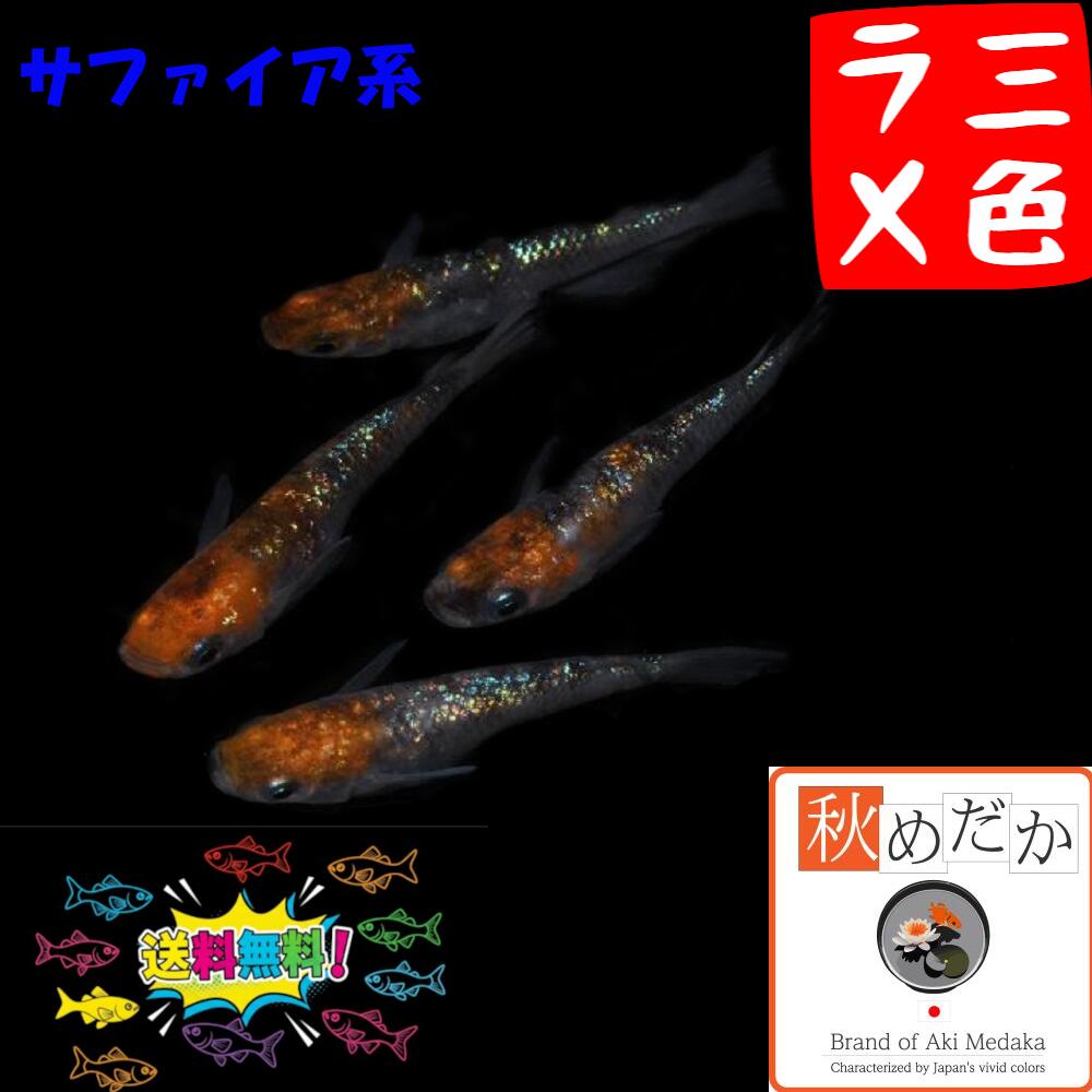 ☆　黒ラメ　若魚　10匹　　R３　☆　 現物NEW黒龍リアルロングフィン 若魚 3匹 オス2メス1 1049