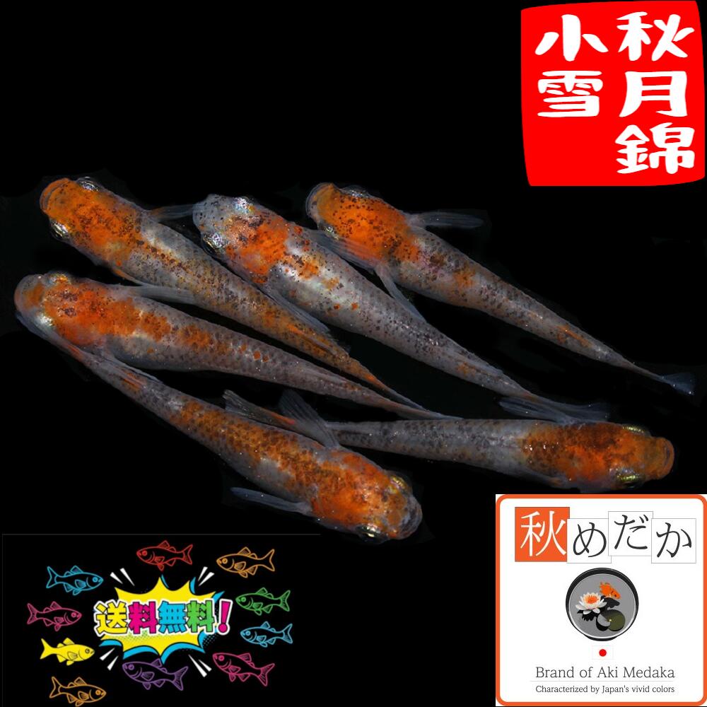 楽天市場】赤富士 普通体型 透明鱗 4匹 2ペア （ML~Lサイズ
