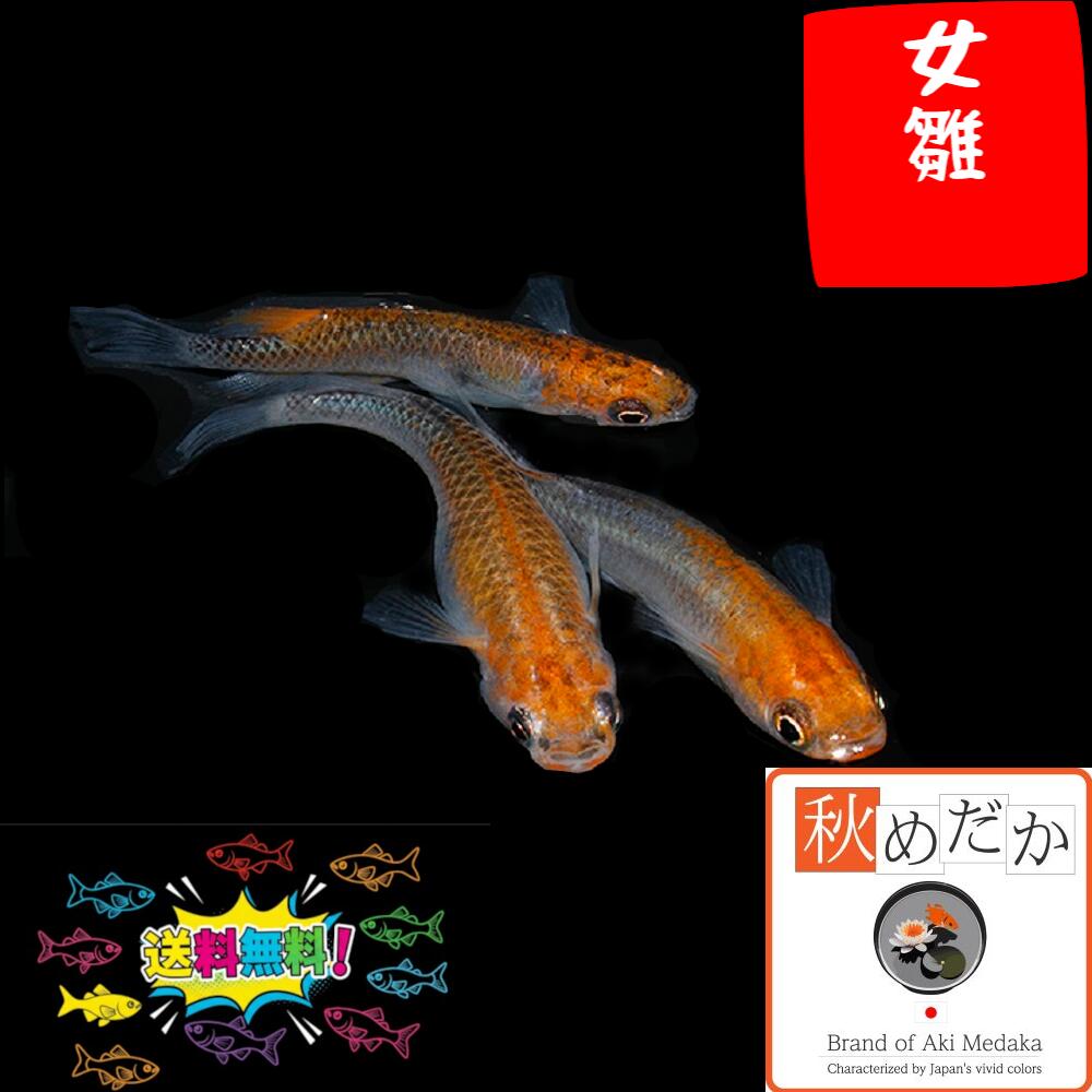 赤富士に鳳凰 (ホワイト・黄金のII) 金マット15号(86cm× 74cm) 楽天市場】赤富士 普通体型 透明鱗 4匹 2ペア （ML~Lサイズ) メダカ