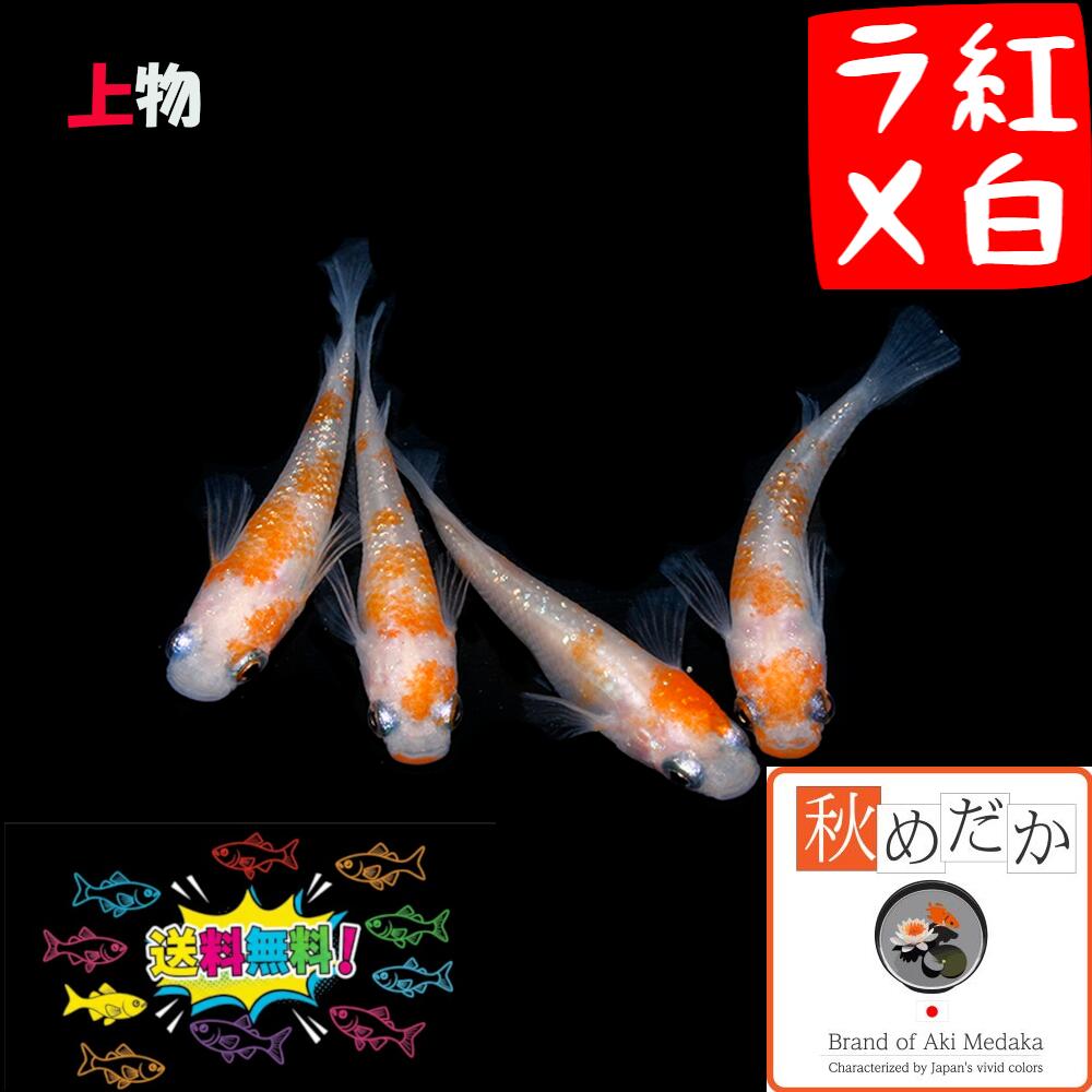 上物紅白ラメ 普通体型 4匹 2ペア （ML~Lサイズ) メダカ 販売 普通体型 紅白 成魚 観賞魚 ラメ 生体生体 二色 めだか 通販 淡水魚