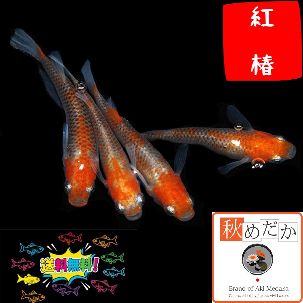 楽天市場】赤富士 普通体型 透明鱗 4匹 2ペア （ML~Lサイズ) メダカ