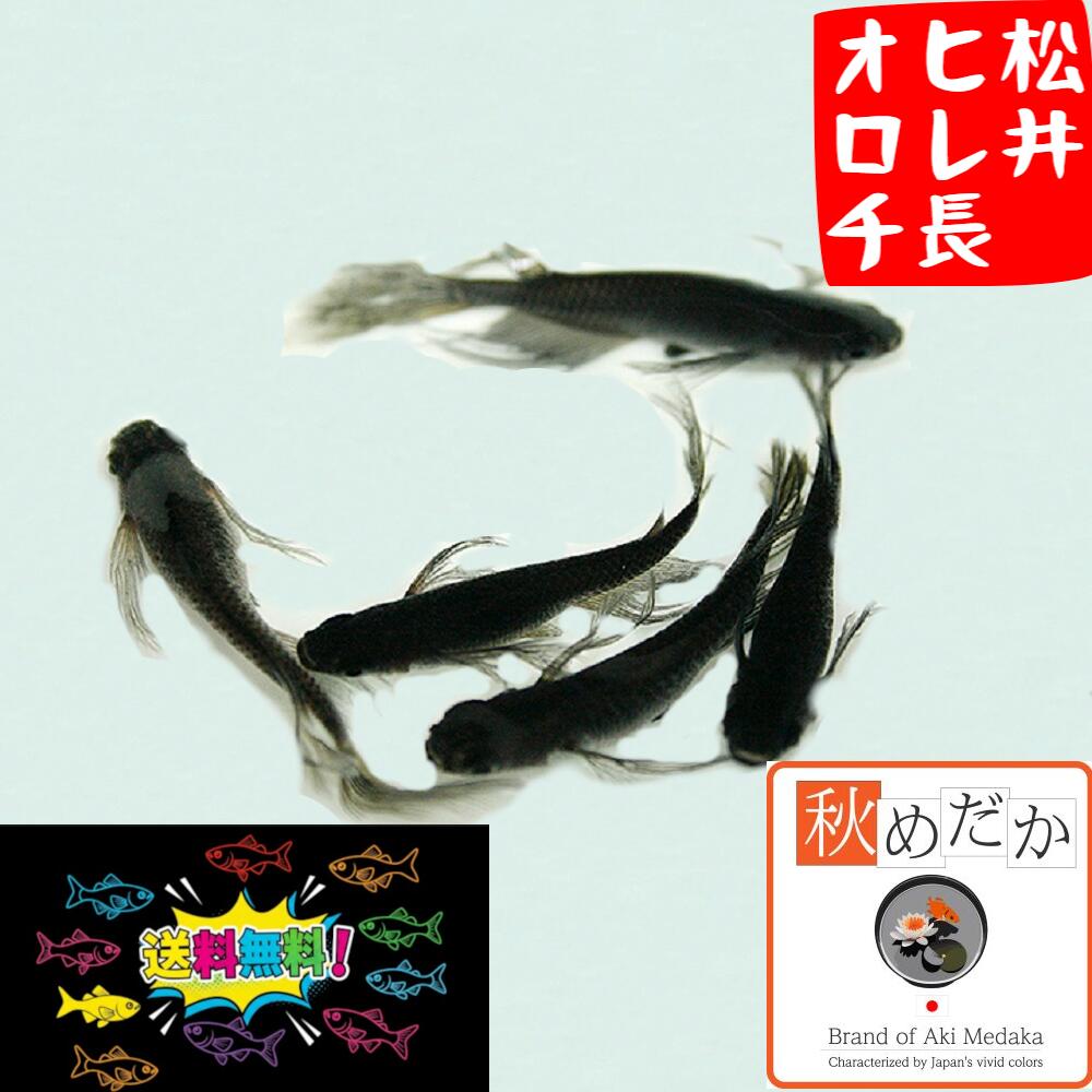 ☆　松井鰭長紅帝半ダルマ　若魚　10匹　 V17　☆　 | メダカの稚魚 紅帝ヒレ長ダルマ半ダルマ 針仔10匹＋2匹