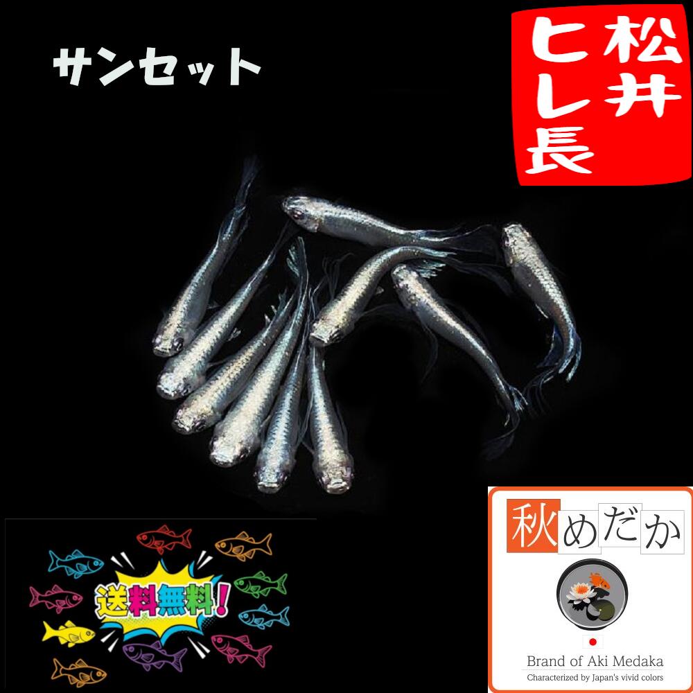 【ハクア堂】アルビノシースルーヒレ長☆クリスマスセール☆3匹 Yahoo!オークション -「シー・スルー」(めだか) (川魚)の落札相場