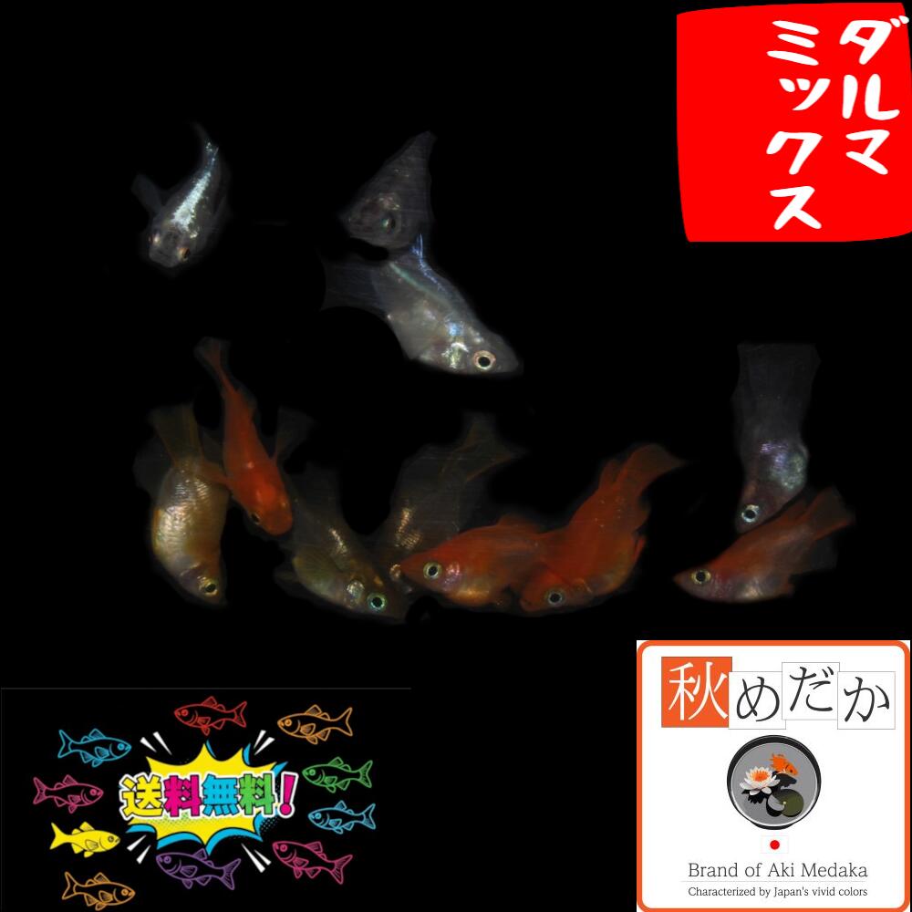 おまかせ 始祖取り合わせ 雑ぜ合わせる 10匹 5有りの実 （ML~L大きさ) メダカ 始祖 成魚 褒めたたえる魚 毛の荒物 めだか 淡水魚