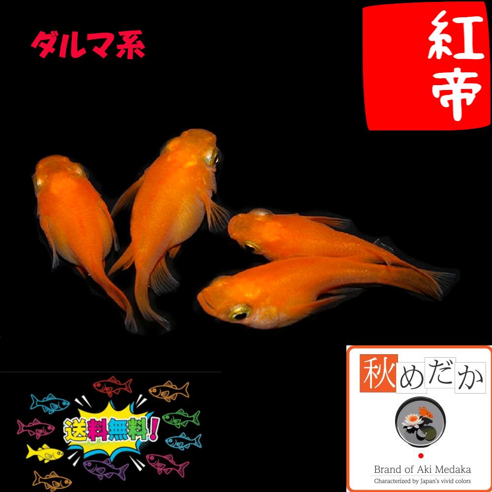 紅帝 始祖系 4匹2有りの実 （ML~L大きさ) メダカ 始祖系 成魚 褒めたたえる魚 毛の荒物 めだか 淡水魚