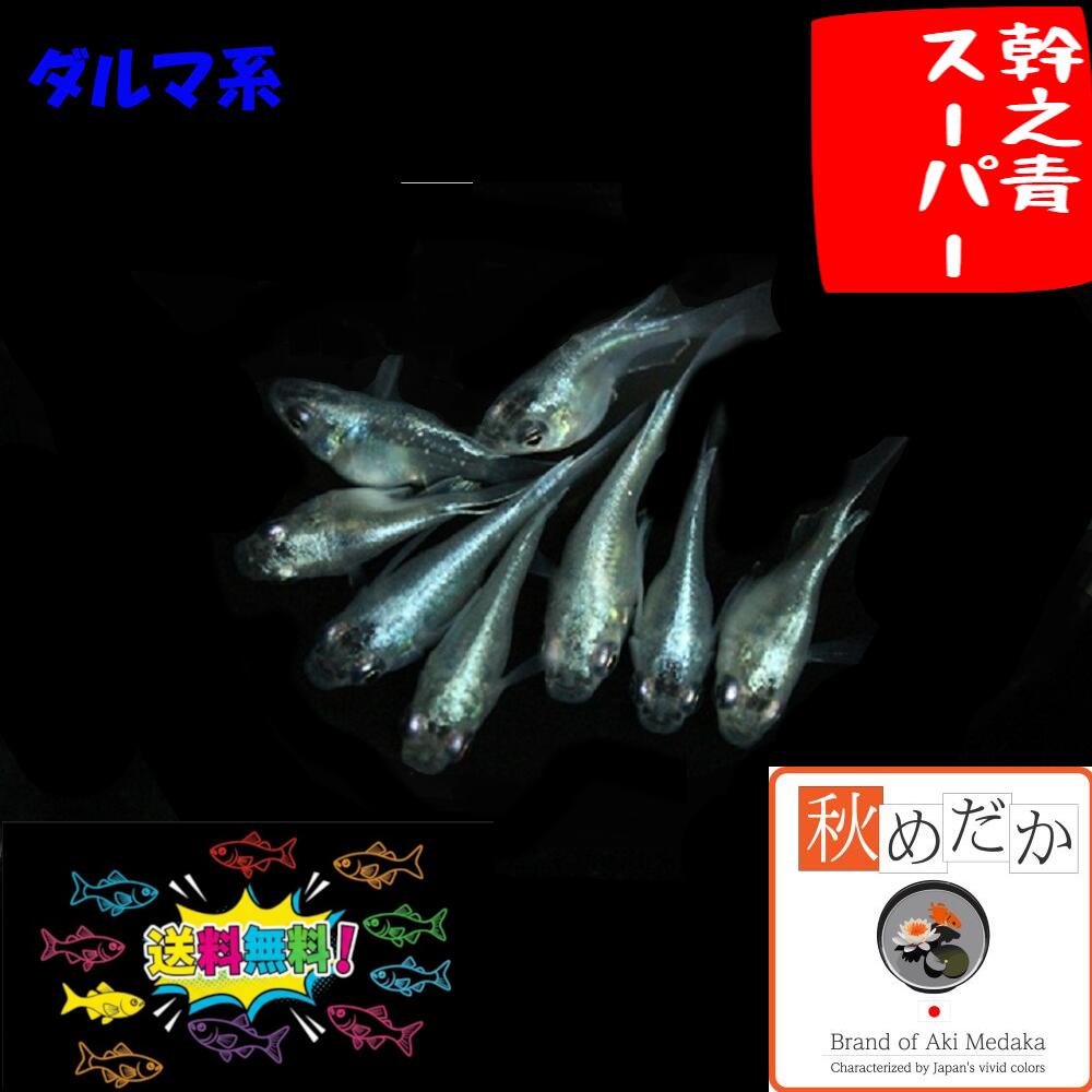 ダルマメダカの遺伝・産卵・繁殖・殖やし方について 《沖縄生まれの沖縄育ち 琉球