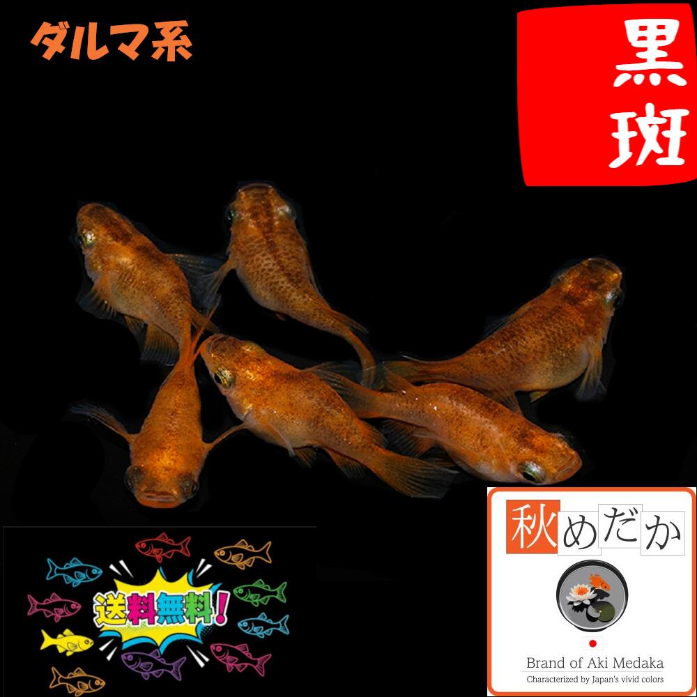 黒斑 ダルマ系 6匹3ペア （ML~Lサイズ) メダカ ダルマ系 成魚 観賞魚 生体 めだか 淡水魚