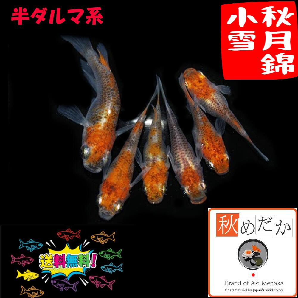 秋月錦小雪 (三色錦透明鱗) 半ダルマ系 4匹2ペア (ML~Lサイズ) メダカ 半ダルマ系 成魚 観賞魚 生体 めだか 淡水魚