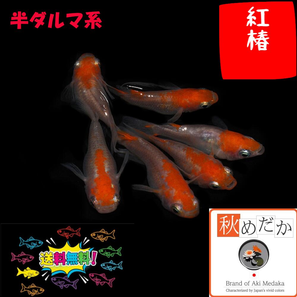 ■かぐや姫光(アルビノ)だるま半ダルマセルフィン入り計6匹！