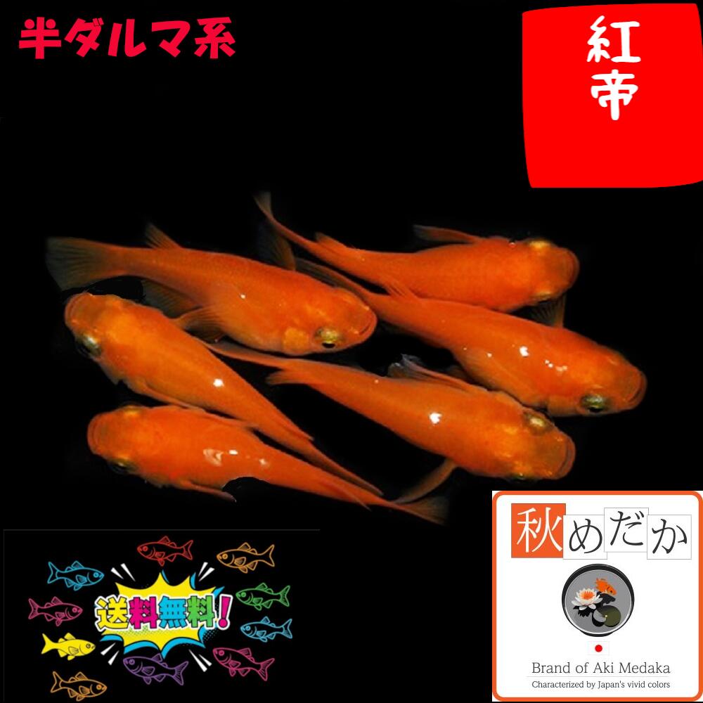 ■かぐや姫光(アルビノ)だるま半ダルマセルフィン入り計6匹！