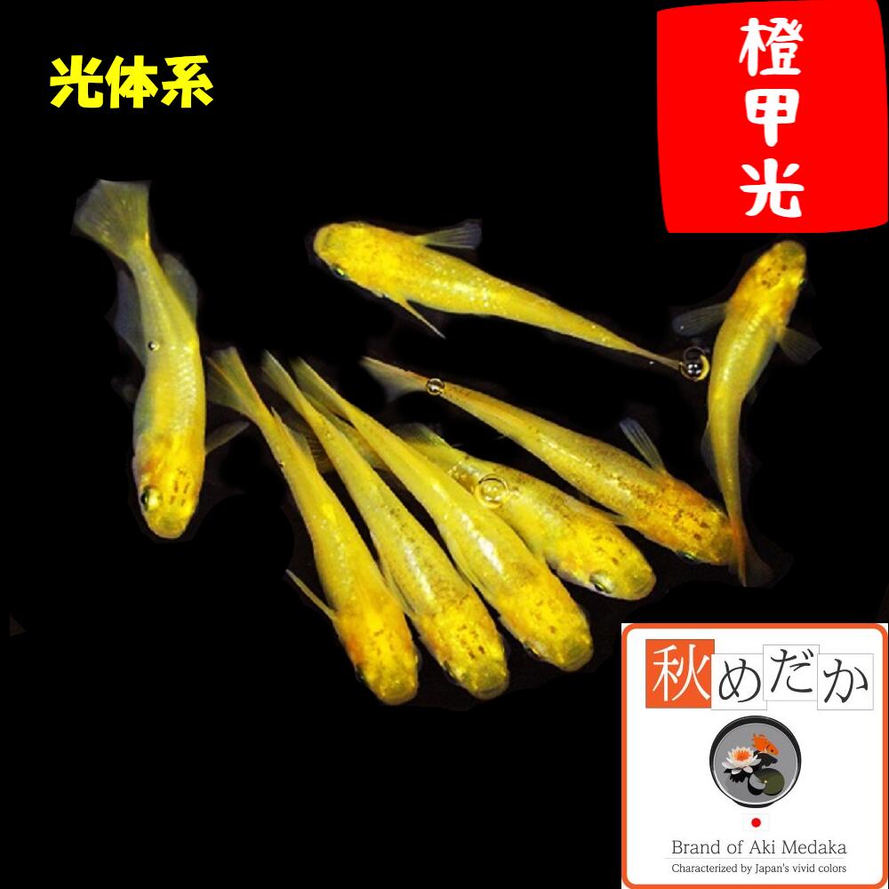 赤富士に鳳凰 (ホワイト・黄金のII) 金マット15号(86cm× 74cm) 楽天市場】赤富士 普通体型 透明鱗 4匹 2ペア （ML~Lサイズ) メダカ