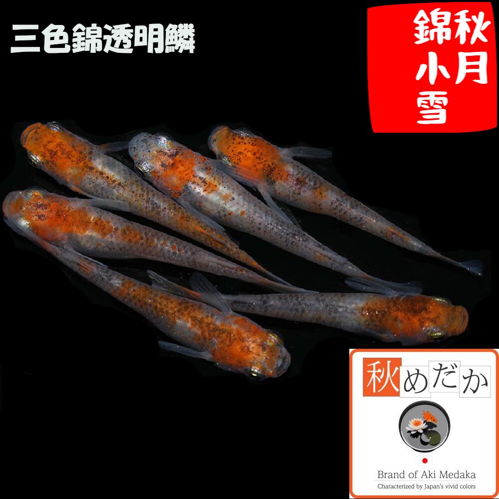 楽天市場】赤富士 普通体型 透明鱗 4匹 2ペア （ML~Lサイズ) メダカ
