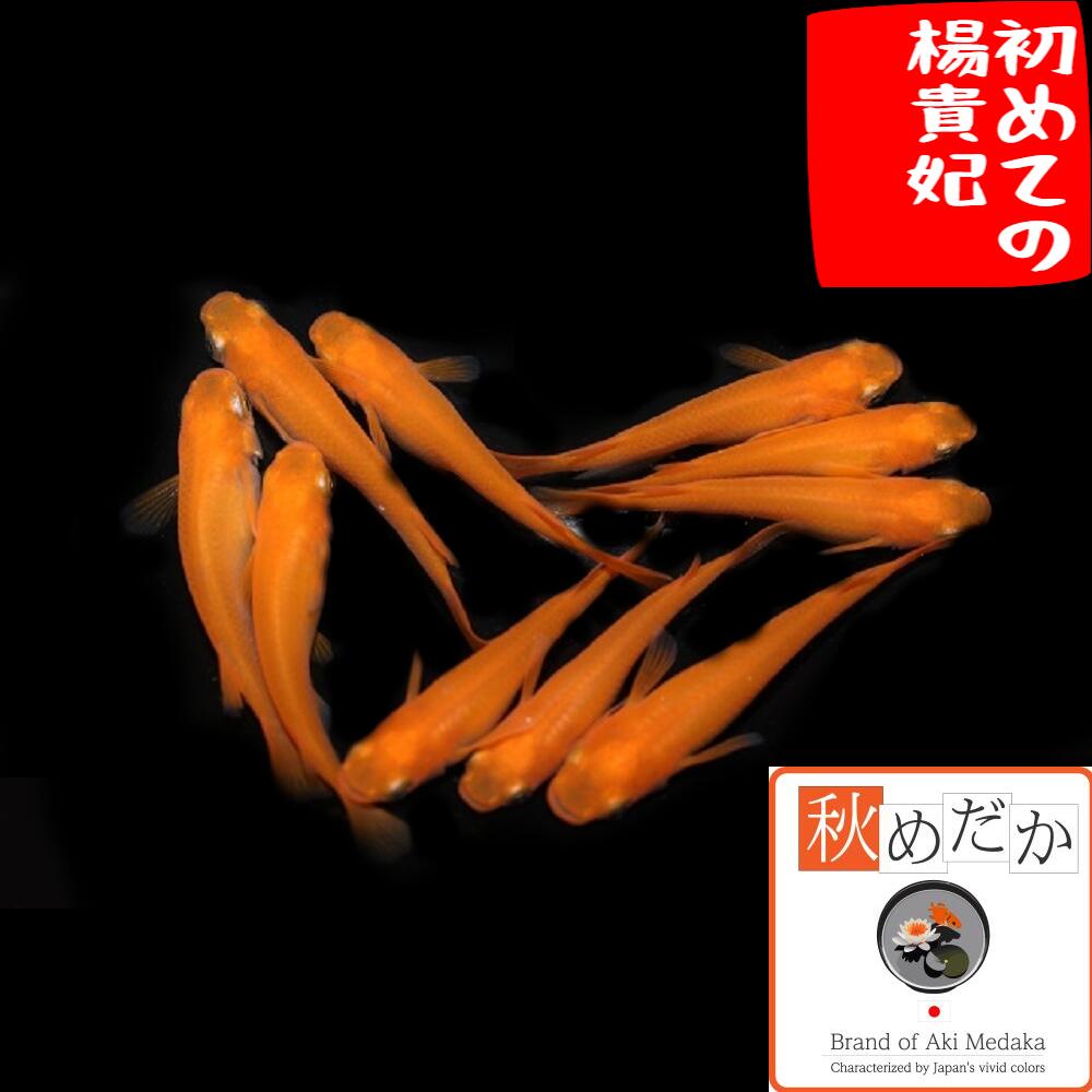 楽天市場】久保楊貴妃 ショート系 8匹4ペア （ML~Lサイズ) メダカ