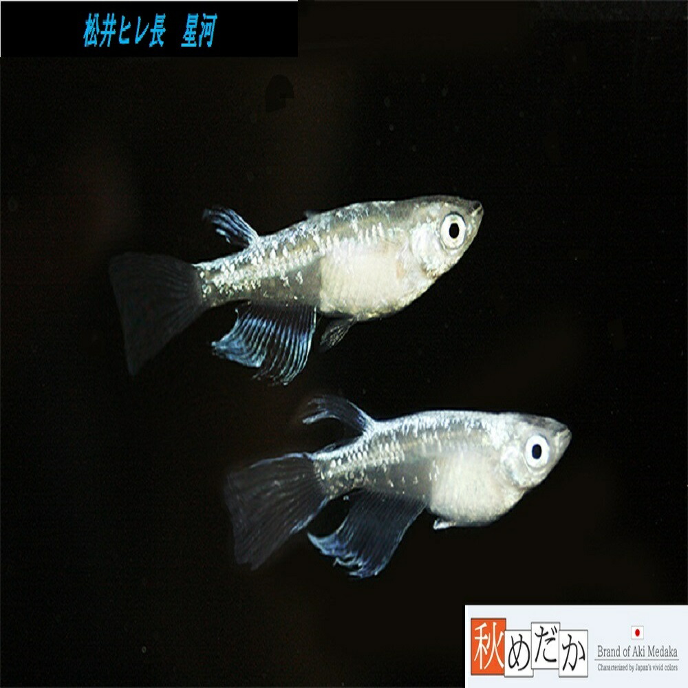 楽天市場】松井ヒレ長 星河 10匹 5ペア （ML~Lサイズ) メダカ ヒレ長 成魚 観賞魚 生体 めだか 淡水魚 : 秋めだか