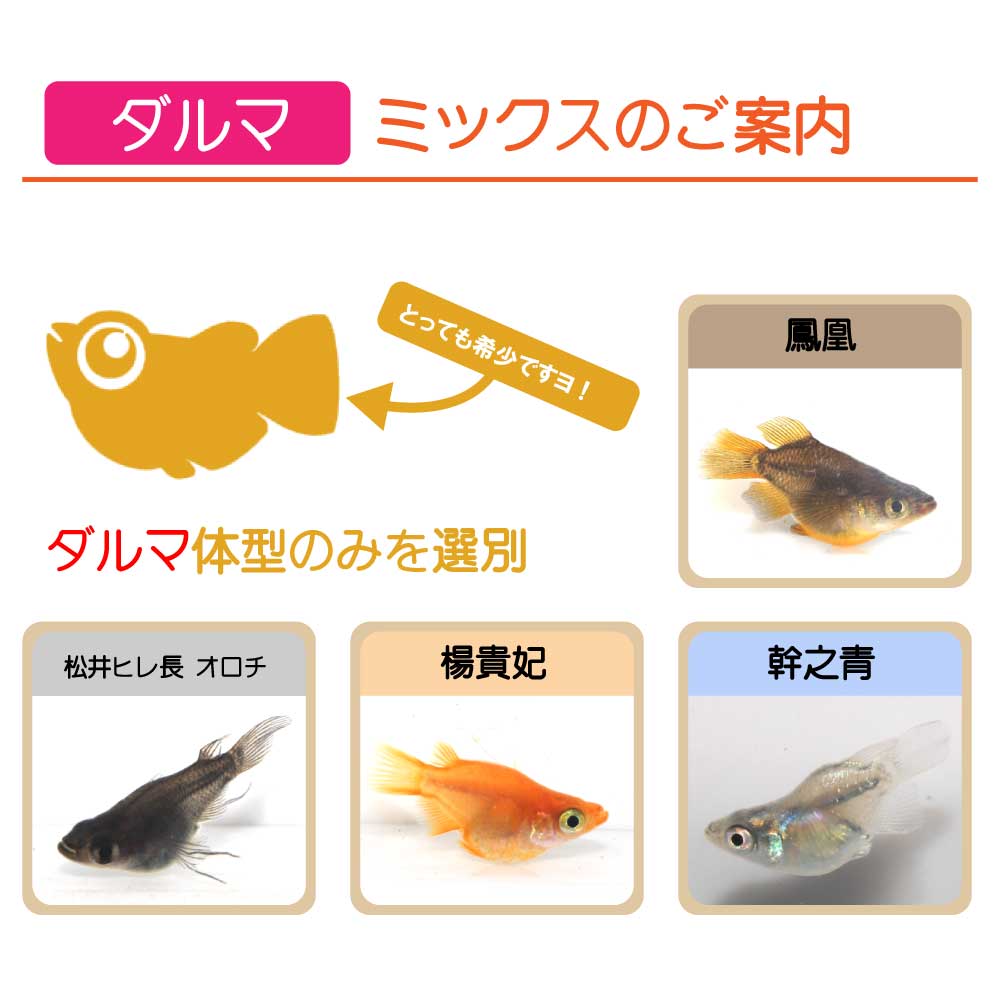 ダルマミックス　（画像の種類の） 10匹 ５ペア （ML~Lサイズ)　メダカ ダルマ 成魚 観賞魚 生体 めだか 淡水魚