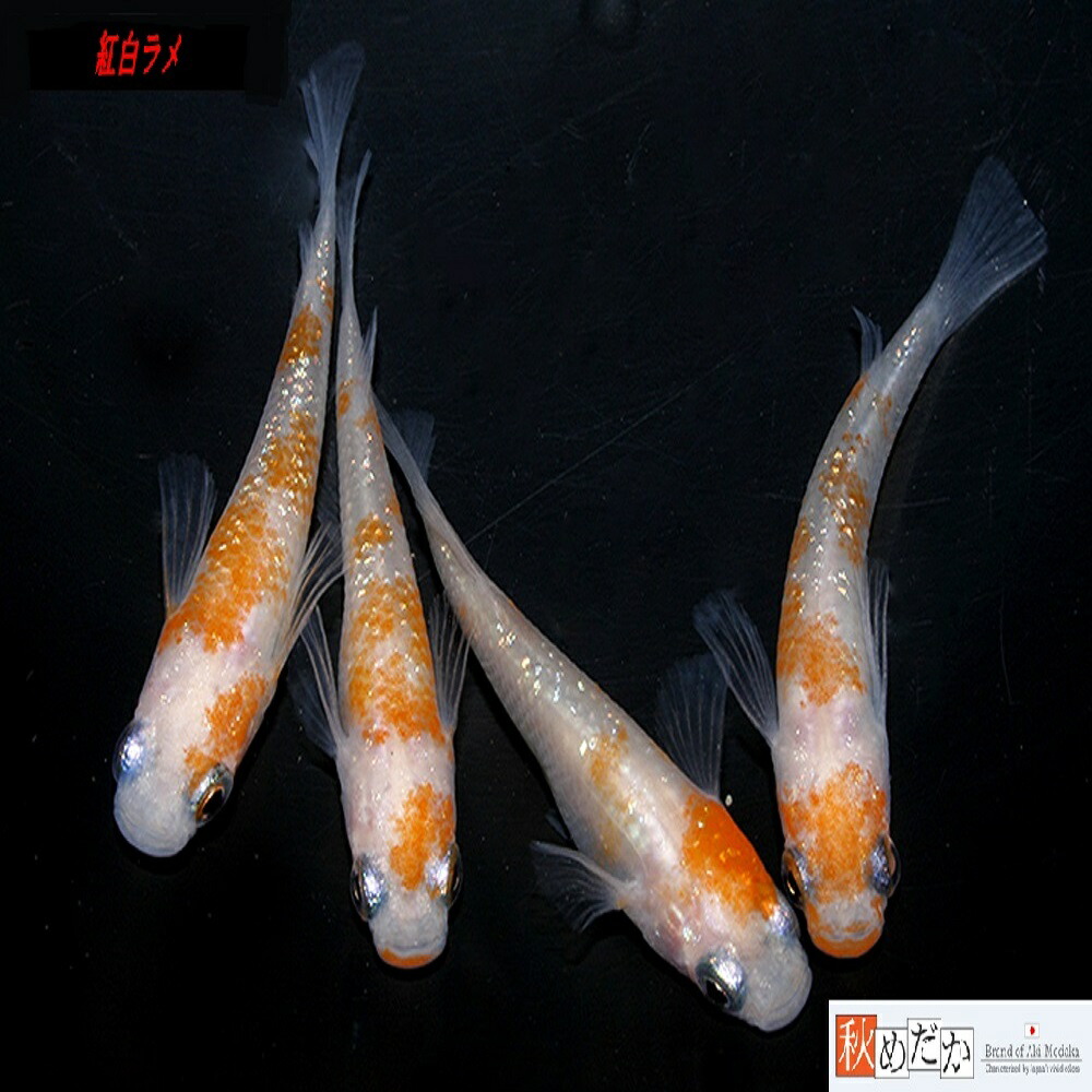 楽天市場】紅白月虹 光体系 4匹2ペア （ML~Lサイズ) メダカ 光体系 成魚 観賞魚 生体 めだか 淡水魚 : 秋めだか