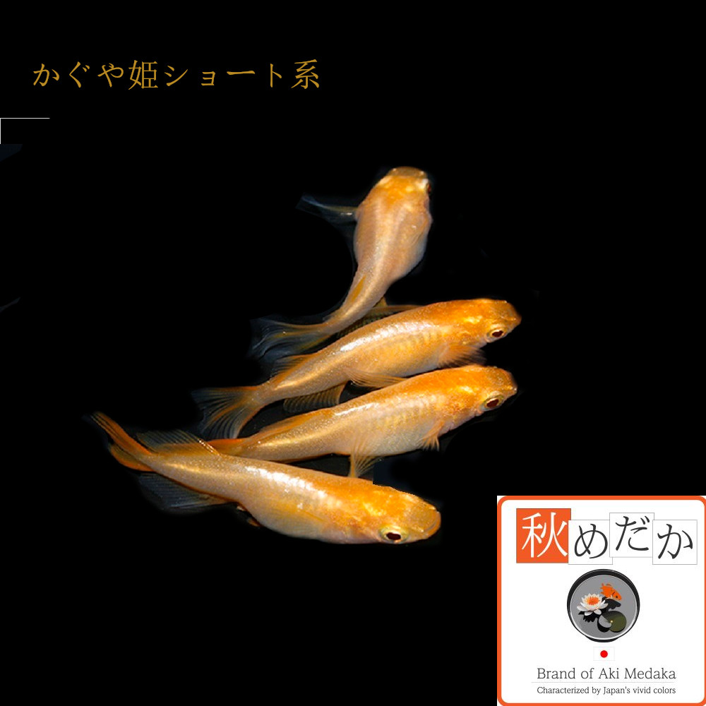 楽天市場】赤富士 普通体型 透明鱗 4匹 2ペア （ML~Lサイズ
