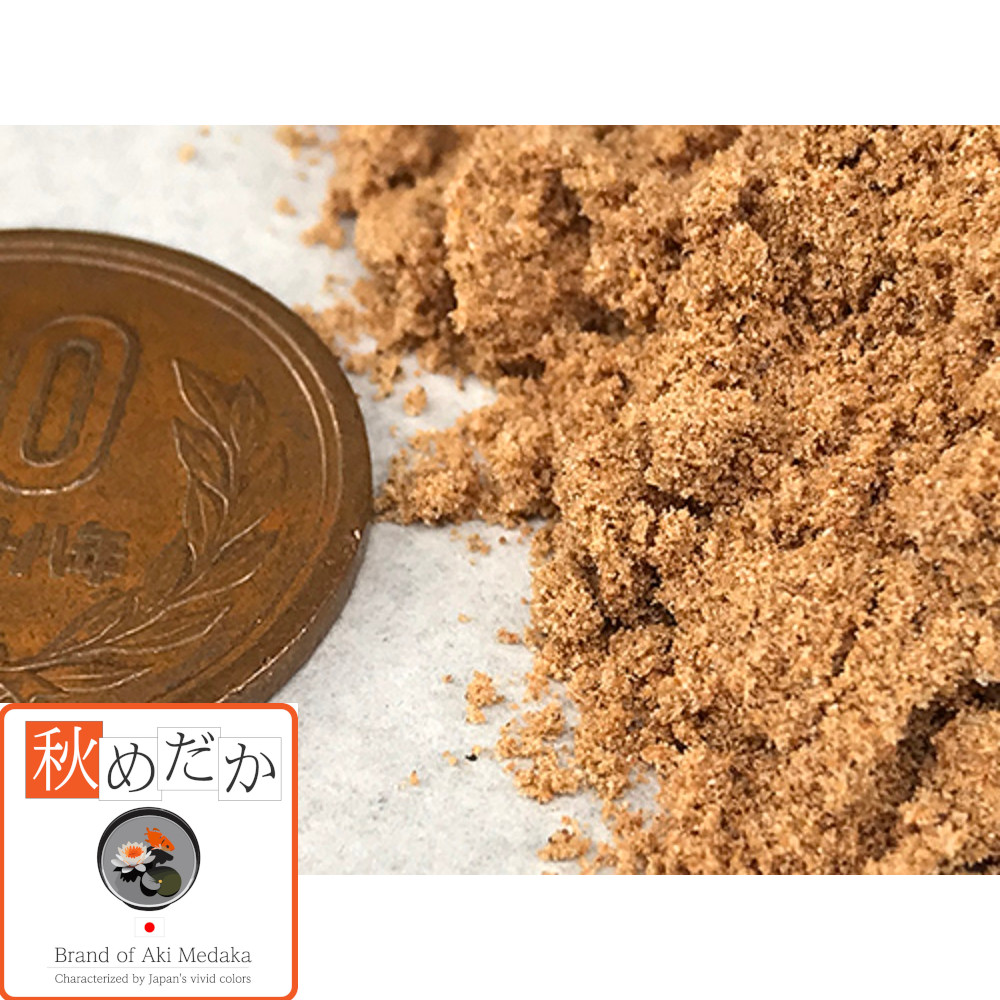 楽天市場】黄金螺鈿光 光体系 6匹3ペア （ML~Lサイズ) メダカ