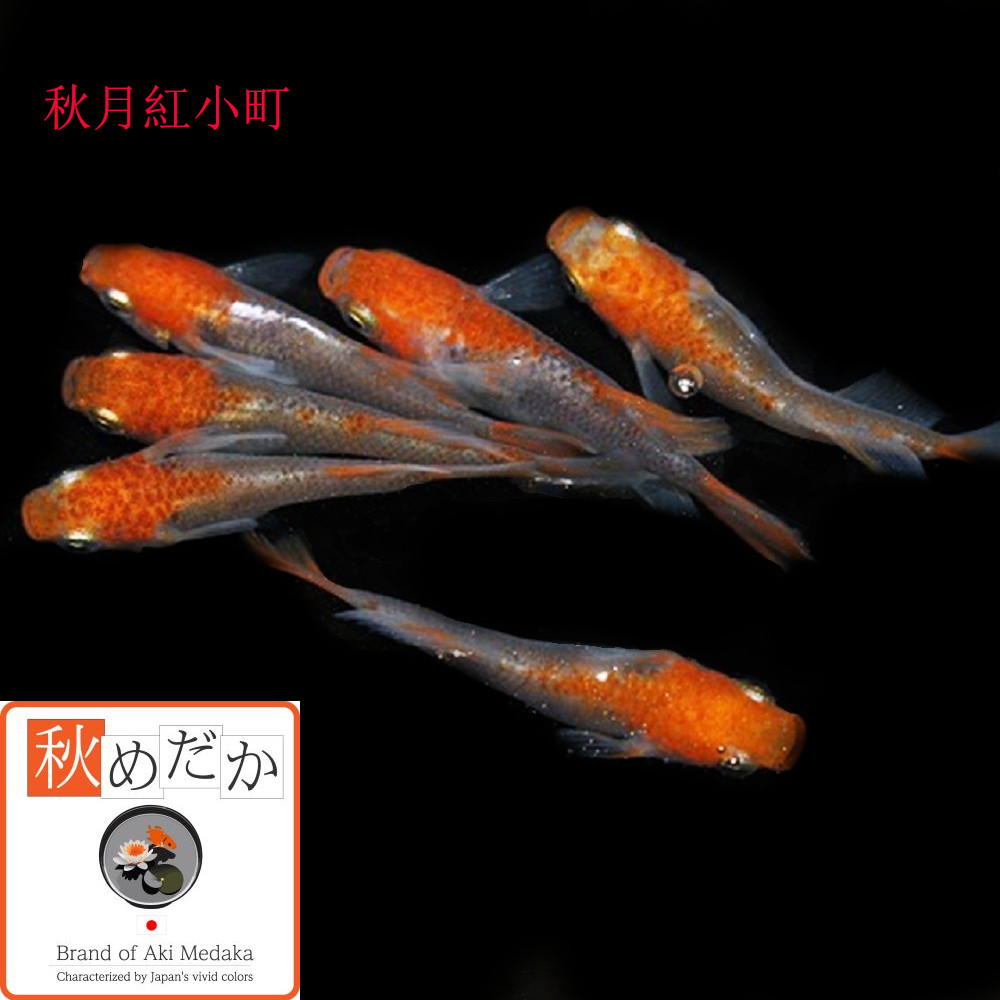 赤絵魚藻紋様瓶　高さ44㎝ 楽天市場】【極上選別個体】極美！ ルビーレッドオスカー