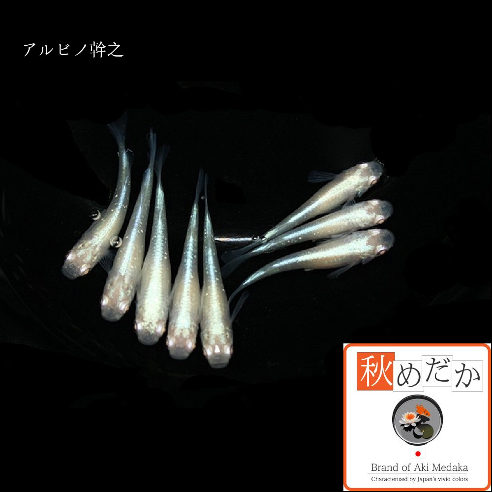 ■かぐや姫光(アルビノ)だるま半ダルマセルフィン入り計6匹！