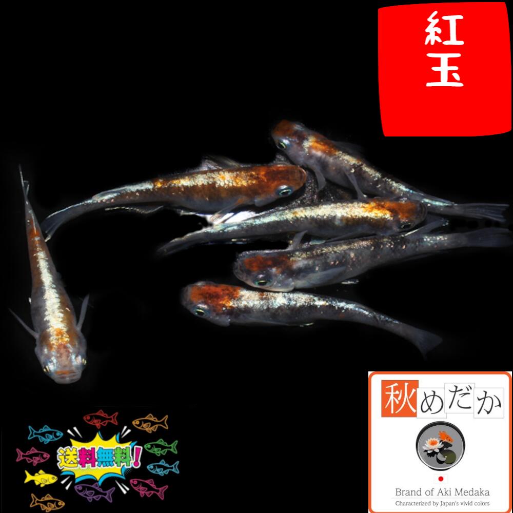 紅玉 4匹 2ペア (ML~Lサイズ) メダカ 普通体型 成魚 観賞魚 生体 めだか 淡水魚 9,100円