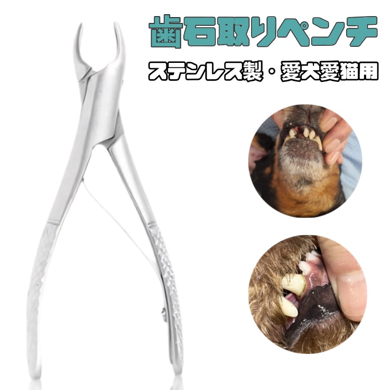 楽天市場】愛犬・愛猫用 歯石取り ペンチ 犬 歯石 デンタルケア ホーム