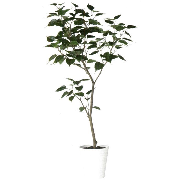 【造花 人工観葉植物】インドボダイジュ / 菩提樹 / バーク付き / 高：180cm × 横：80cm / 造花・インテリア・ディスプレイ・グリーン | BV91855