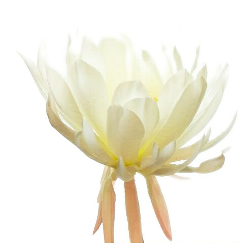 楽天市場】月下美人 1年生 9cmポット苗 : 花と緑の専門店 土っ子倶楽部