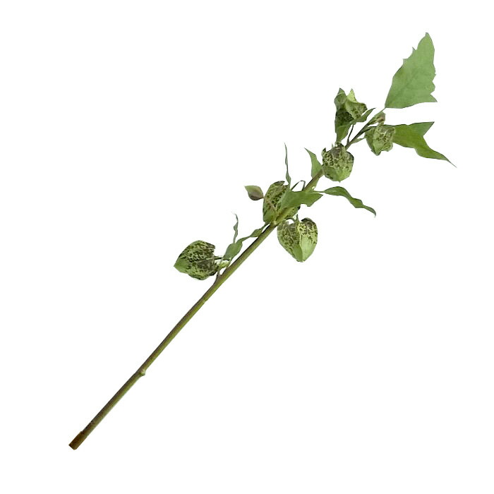 楽天市場 オフシーズン 春の花壇苗 新鮮花壇苗 シューフライニカンドラ 黒ホオズキ １０ ５ｃｍポット ペットエコ ザガーデン楽天市場店