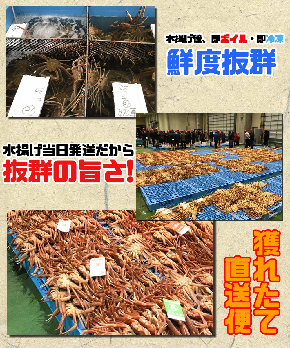 楽天市場 紅ずわいガニ 姿 ボイル冷凍 1kg前後 水揚げ当日出荷 境港水揚げ 訳ありではありません A級 贈答用 送料無料 ギフト 蟹 焼きガニ カニすき 産地直送 アルディーオンラインストア