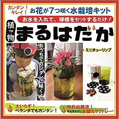 草木まるはだか ミニチューリップ球茎ウォーター栽培セッティング 水栽培一揃いの道具 地べたいらず お水を入れて 球根セット成すだけ 熟熟観察 水替えシンプル 最高潮の大和 Damienrice Com