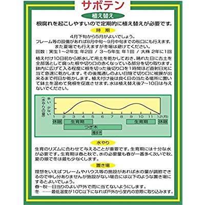 平和 サボテン 多肉植物の培養土 10リットル Salon Raquet De