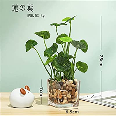 Aicvhin 人工観葉植物 光触媒 プレミアム 造花 観葉植物 簡単世話いらず フェイクグリーン ガラス鉢 蓮の葉 Mydrap Com