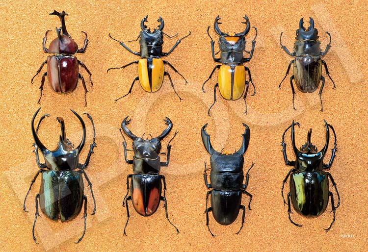 楽天市場】ジグソーパズル カブトムシとクワガタの森 300ピース