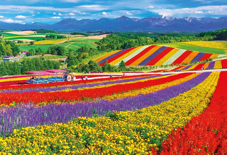 楽天市場】ジグソーパズル 陽光に輝くひまわりの里 - 北海道 1000