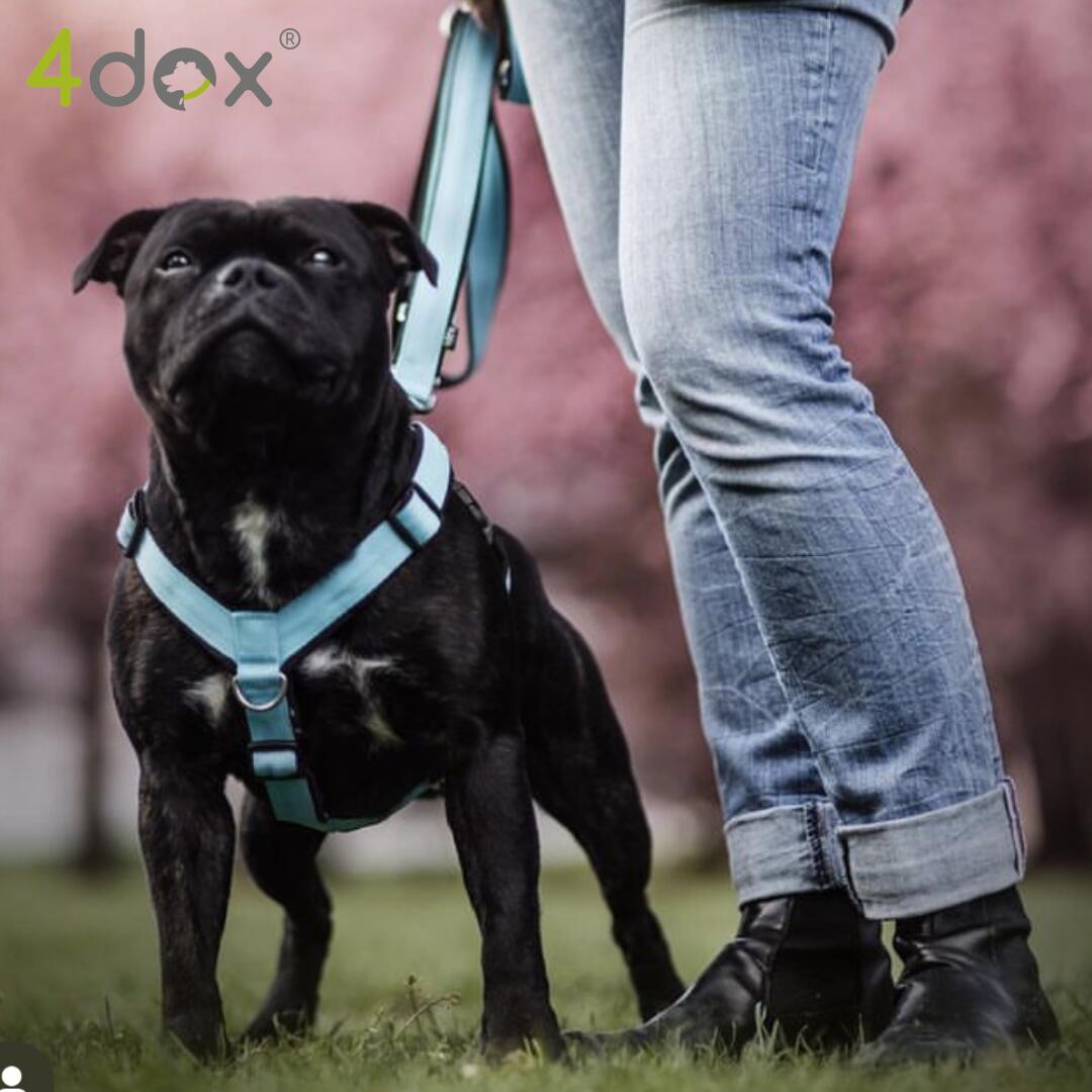 犬用リード【4dox スイッチリーシュ】多機能 4Way 長さ調整 2頭引き対応 クッションパッド付き 散歩＆トレーニング用 長さ調整 おしゃれ 頑丈 送料無料｜alicesdogcat