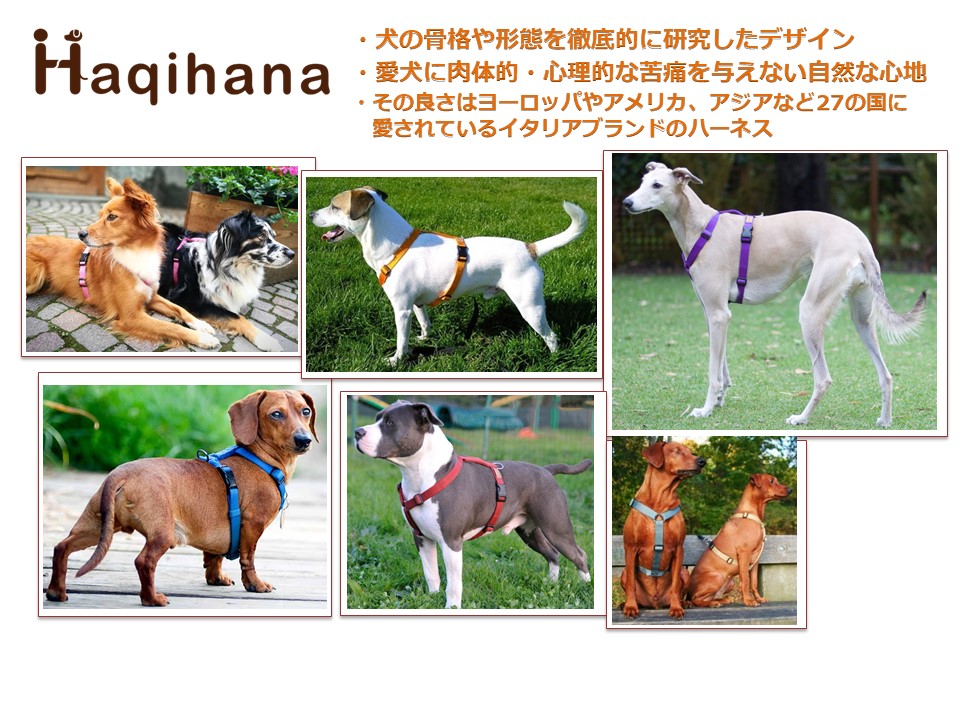 犬ハーネス 小型犬 中型犬【Haqihana ハキハナハーネス XSサイズ】 おしゃれ 簡単装着 抜けにくい オーダーメイドしたようなフィット感  獣医師推奨 ドッグトレーナーおすすめ 送料無料