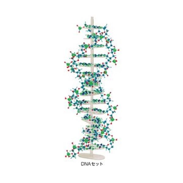 分子構造模型モル・タロウ DNAセット DNA-1｜aline 26,971円